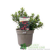 Escallonia 'Red Dream' Plant 3Ltr Pot