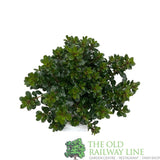 Escallonia 'Red Dream' Plant 3Ltr Pot