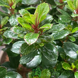 Escallonia 'Red Dream' Plant 3Ltr Pot