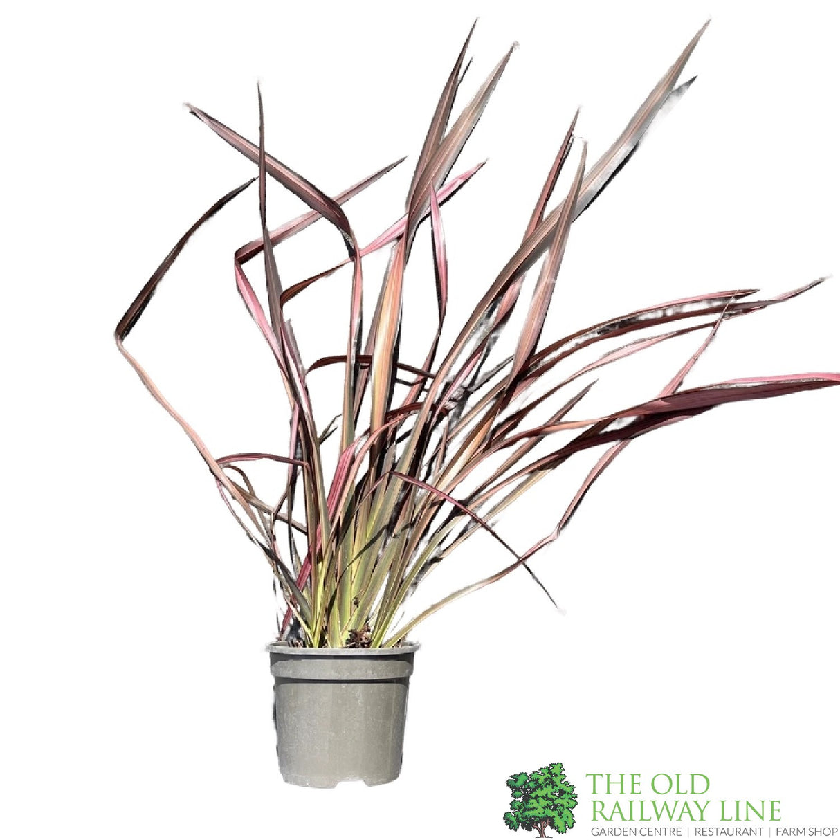 Phormium 'Evening Glow' Flax Lily Plant 3Ltr