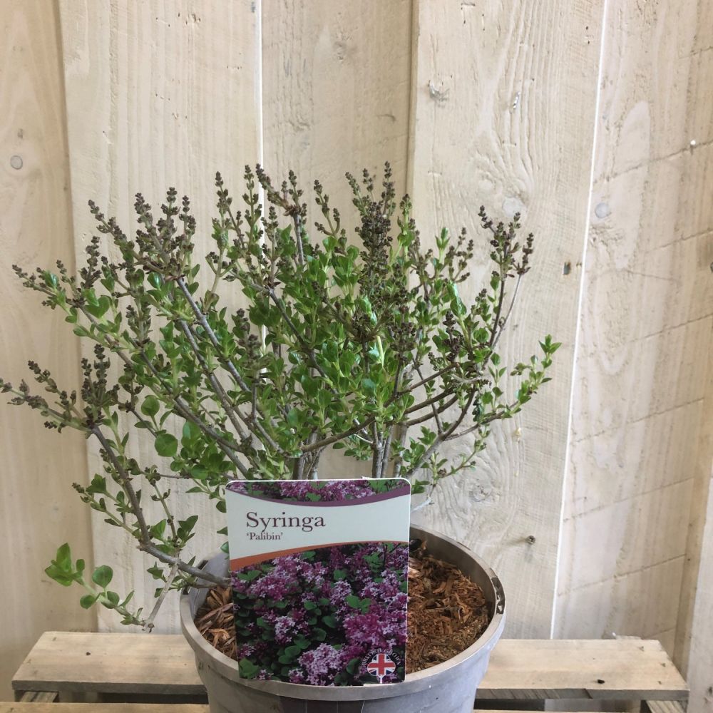 Syringa 'Palabin' Lilac Plant 3 Ltr Pot