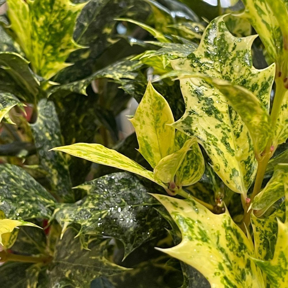 Osmanthus × burkwoodii 'Goshiki' Plant 3Ltr Pot