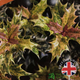 Osmanthus × burkwoodii 'Goshiki' Plant 3Ltr Pot