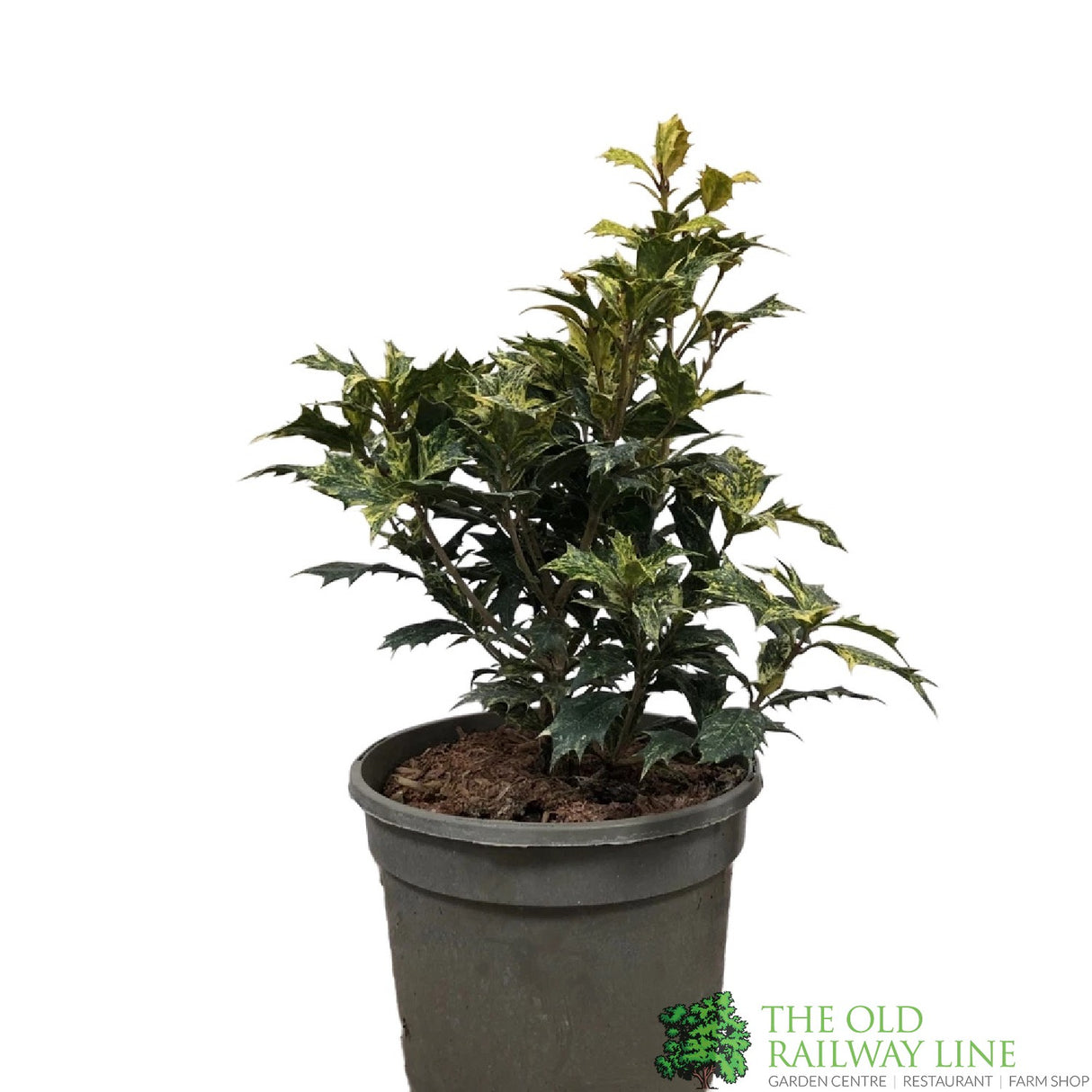 Osmanthus × burkwoodii 'Goshiki' Plant 3Ltr Pot