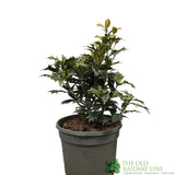 Osmanthus × burkwoodii 'Goshiki' Plant 3Ltr Pot
