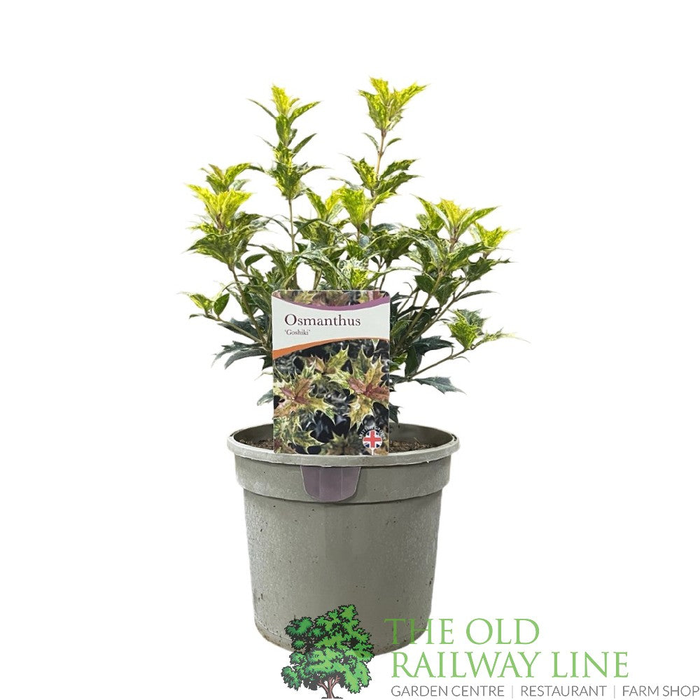 Osmanthus × burkwoodii 'Goshiki' Plant 3Ltr Pot