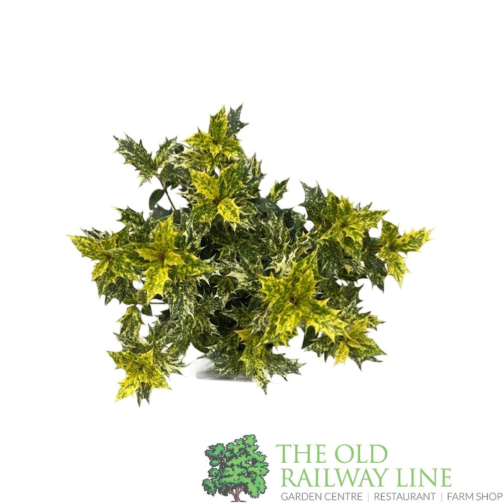 Osmanthus × burkwoodii 'Goshiki' Plant 3Ltr Pot