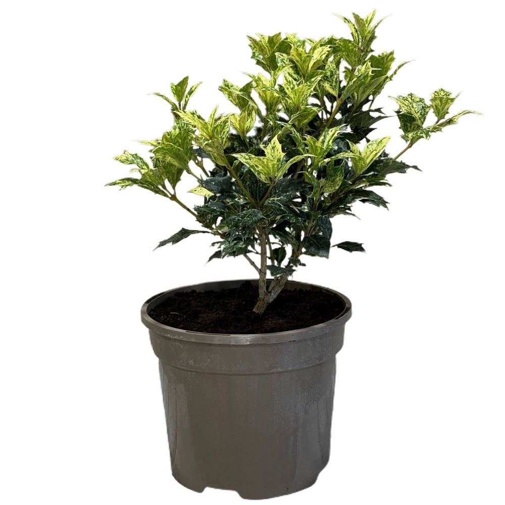 Osmanthus × burkwoodii 'Goshiki' Plant 3Ltr Pot