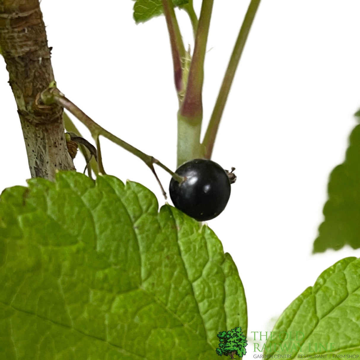 Blackcurrant Ribes nigrum 'Ben Lomond' 2Ltr Pot