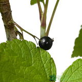 Blackcurrant Ribes nigrum 'Ben Lomond' 2Ltr Pot