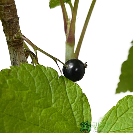 Blackcurrant Ribes nigrum 'Ben Lomond' 2Ltr Pot