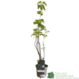 Blackcurrant Ribes nigrum 'Ben Lomond' 2Ltr Pot
