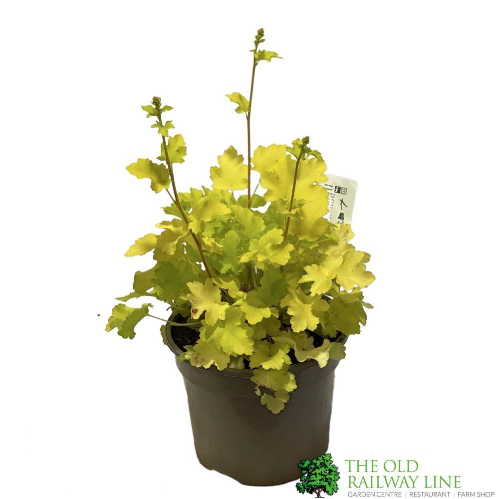 Heuchera 'Lime Marmalade' 2Ltr pot