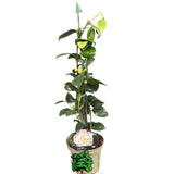 Camellia japonica 'Margaret Davis' Plant 3Ltr Pot