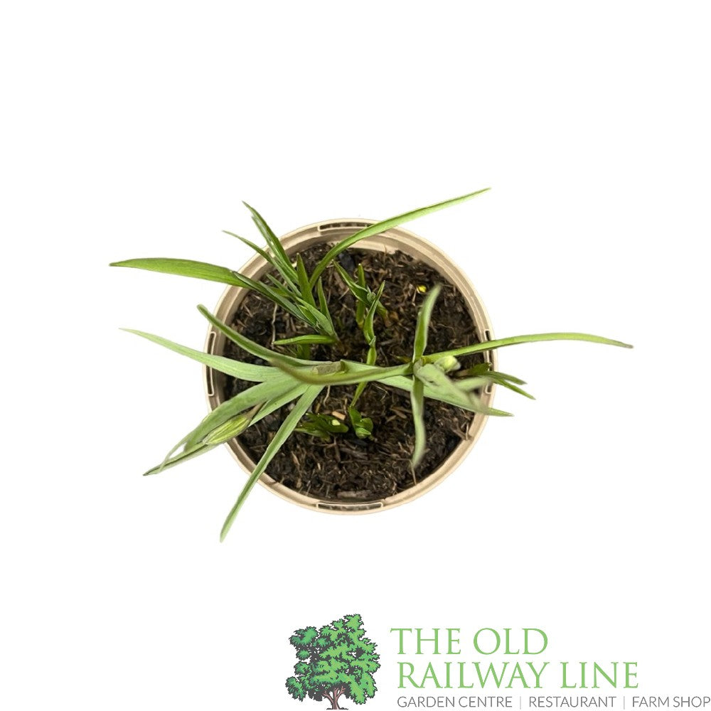 Fritillaria meleagris 'Snake's Head Fritillary' Plant 1Ltr Pot