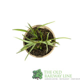 Fritillaria meleagris 'Snake's Head Fritillary' Plant 1Ltr Pot