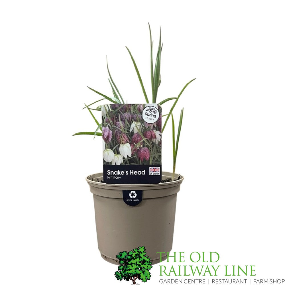 Fritillaria meleagris 'Snake's Head Fritillary' Plant 1Ltr Pot