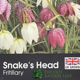 Fritillaria meleagris 'Snake's Head Fritillary' Plant 1Ltr Pot