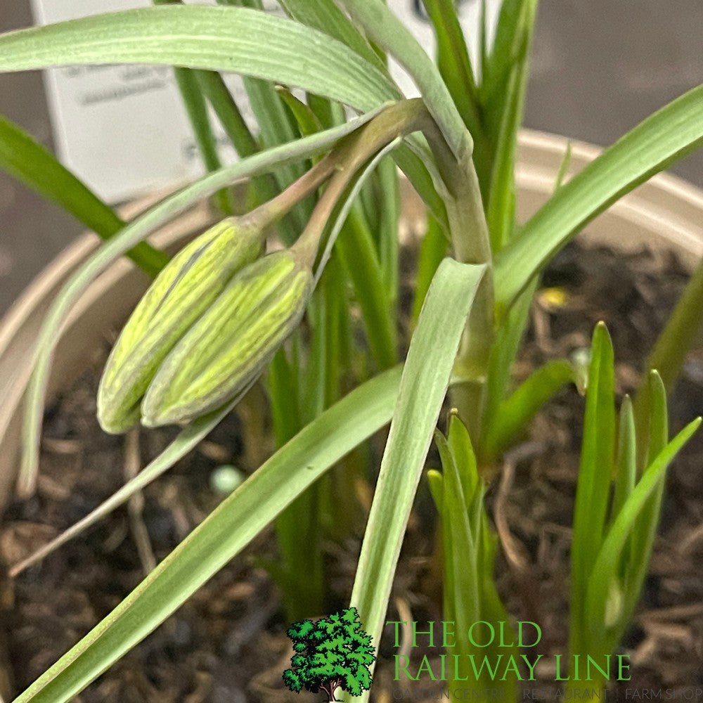 Fritillaria meleagris 'Snake's Head Fritillary' Plant 1Ltr Pot
