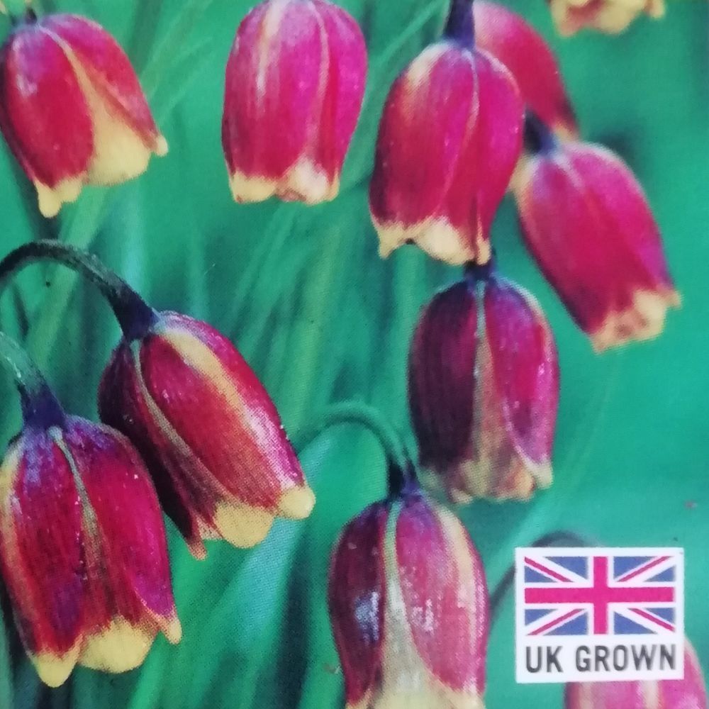 Fritillaria 'Uva-Vulpis' Fox's Grape Fritillary 9cm Pot