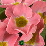 Primula vulgaris 'Candy Baby Pink' English Primrose 1Ltr Pot