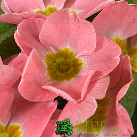 Primula vulgaris 'Candy Baby Pink' English Primrose 1Ltr Pot
