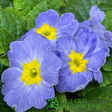 Primula vulgaris 'Candy Sky Blue' English Primrose 1Ltr Pot