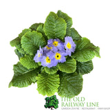 Primula vulgaris 'Candy Sky Blue' English Primrose 1Ltr Pot