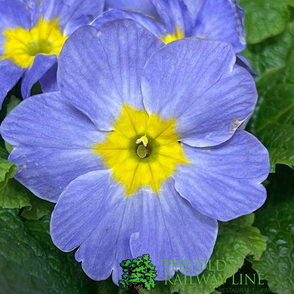 Primula vulgaris 'Candy Sky Blue' English Primrose 1Ltr Pot