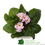 Primula vulgaris 'Woodland Rose' English Primrose 1Ltr Pot