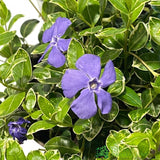 Vinca minor 'Ralph Shugert' 3Ltr Pot