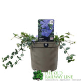 Vinca minor 'Ralph Shugert' 3Ltr Pot