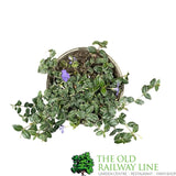 Vinca minor 'Ralph Shugert' 3Ltr Pot