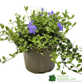 Vinca minor 'Ralph Shugert' 3Ltr Pot