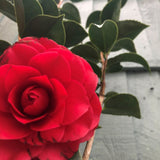 Camellia 'Roger Hall' Plant 3 Ltr Pot
