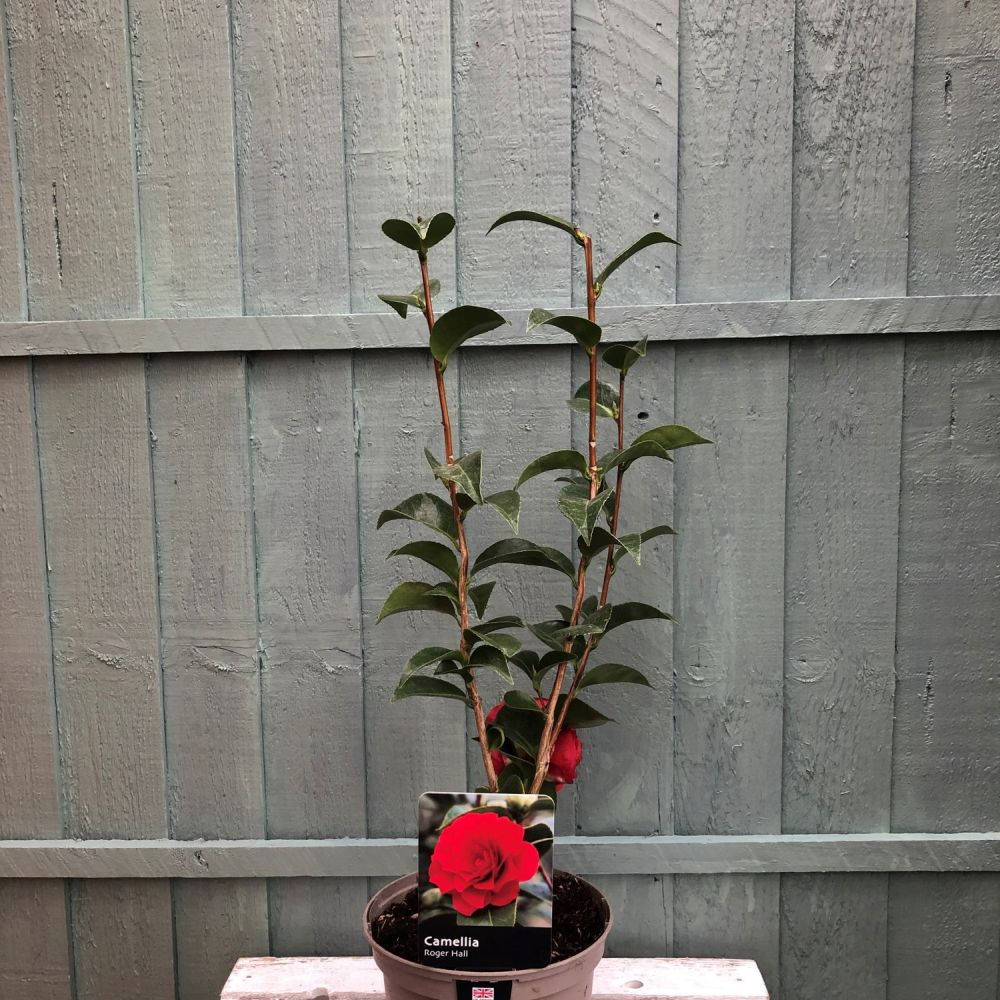 Camellia 'Roger Hall' Plant 3 Ltr Pot