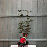 Camellia 'Roger Hall' Plant 3 Ltr Pot