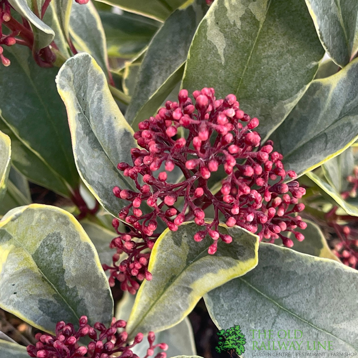 Skimmia Japonica 'Perosa' 3Ltr Pot