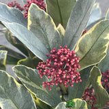 Skimmia Japonica 'Perosa' 3Ltr Pot