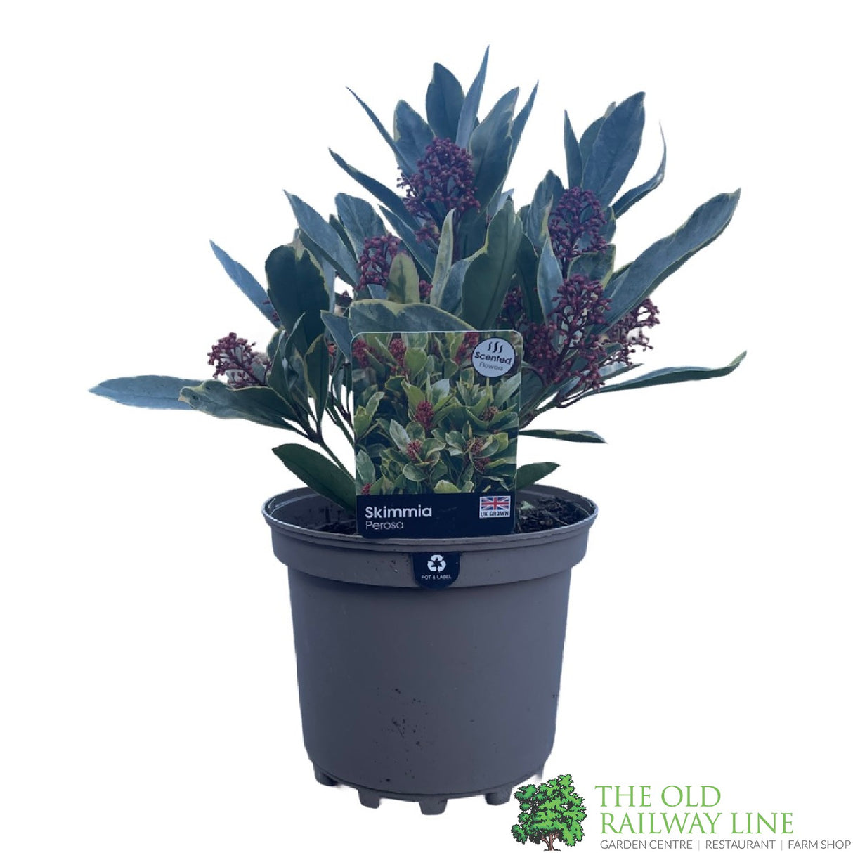 Skimmia Japonica 'Perosa' 3Ltr Pot