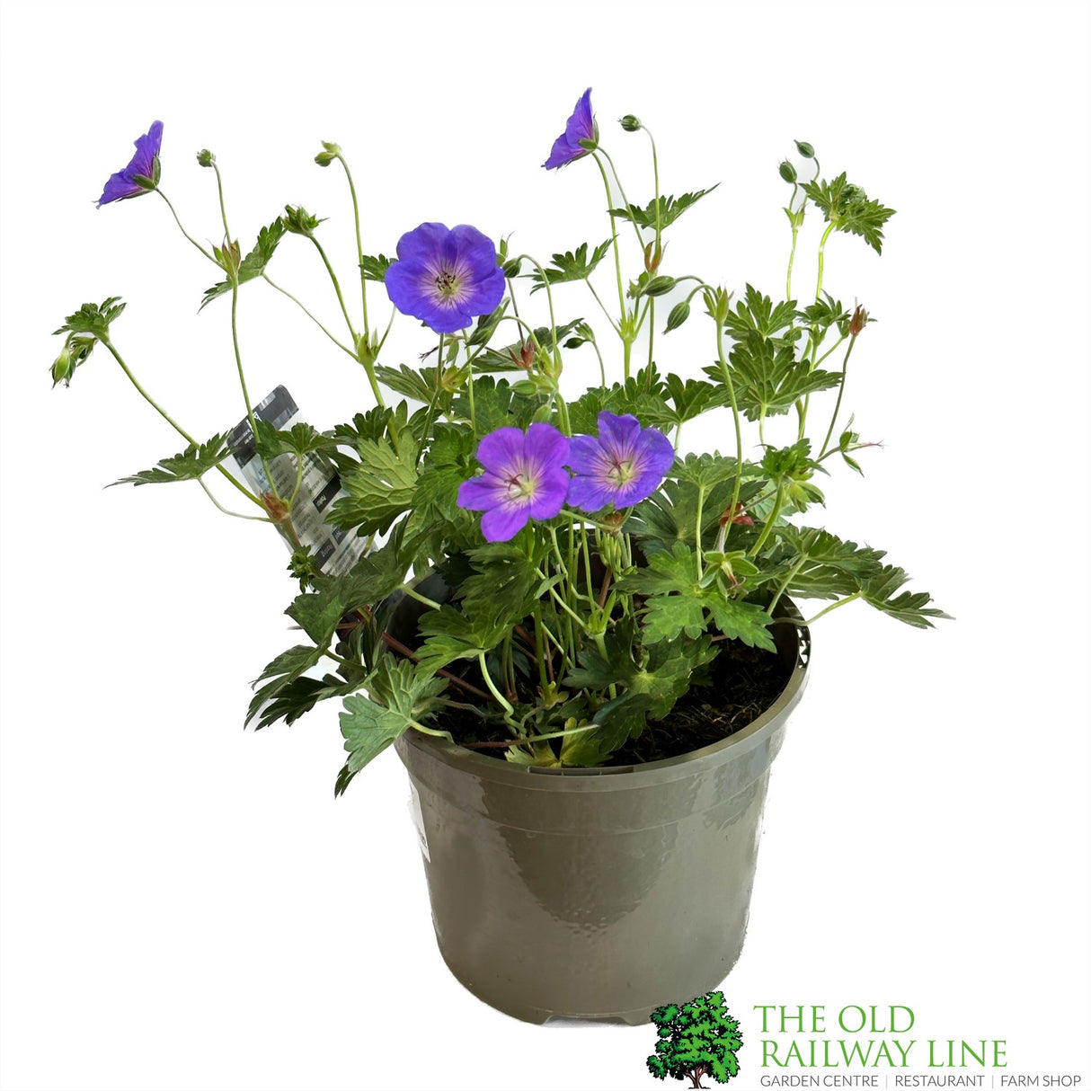 Geranium 'Rozanne' Plant 2Ltr Pot