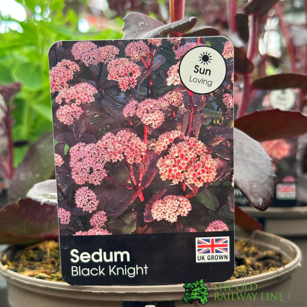 Sedum 'Black Knight' Garden Succulent 2Ltr Pot