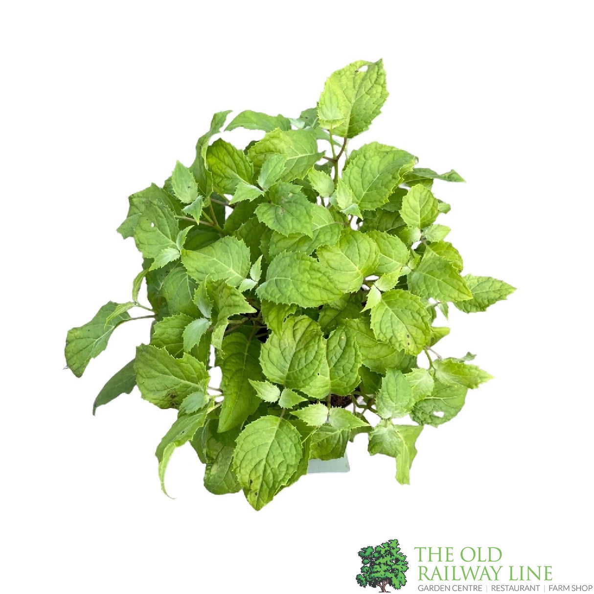 Kirengeshoma palmata Plant 3Ltr Pot