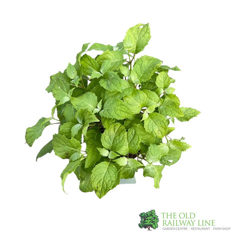 Kirengeshoma palmata Plant 3Ltr Pot