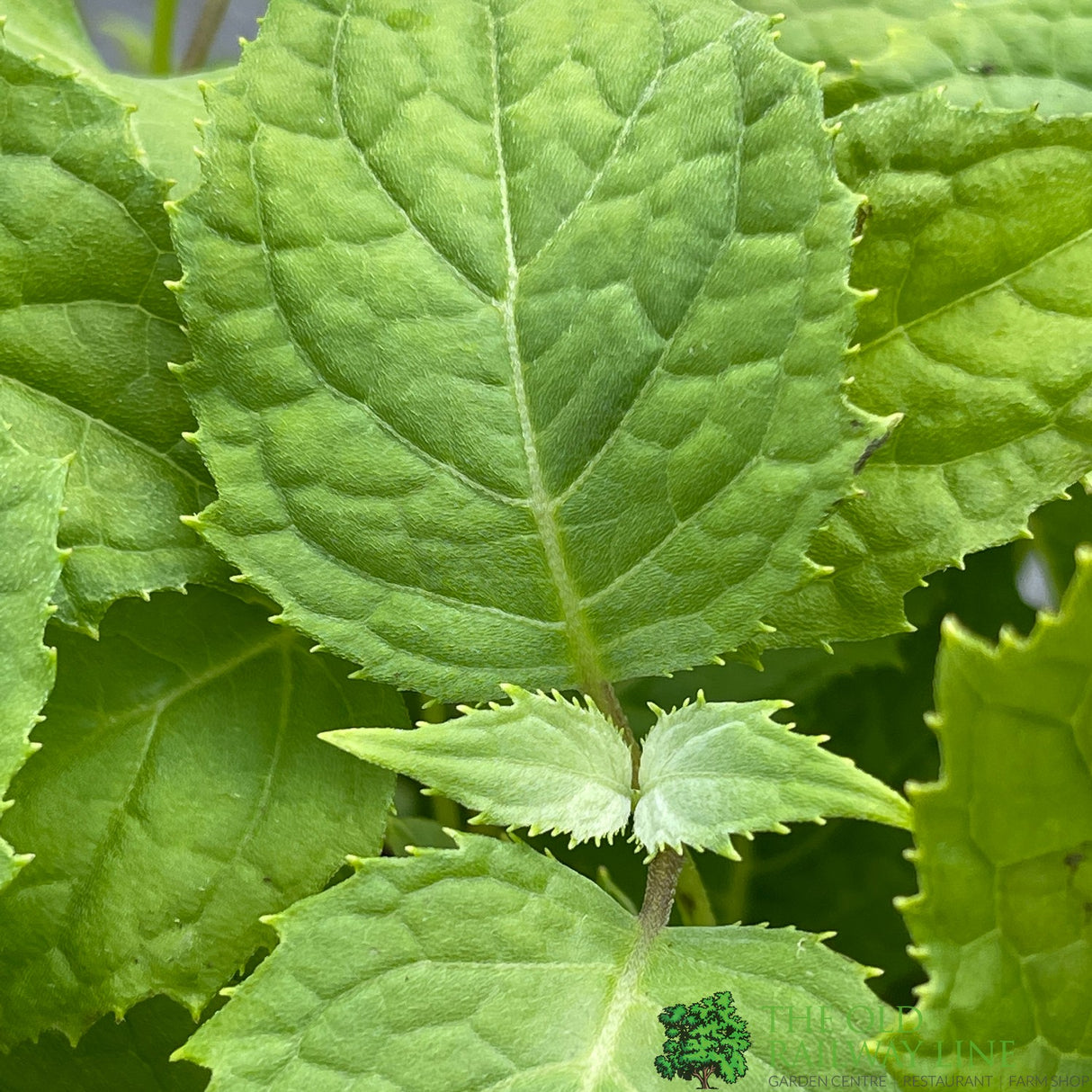 Kirengeshoma palmata Plant 3Ltr Pot