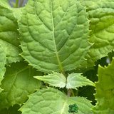 Kirengeshoma palmata Plant 3Ltr Pot