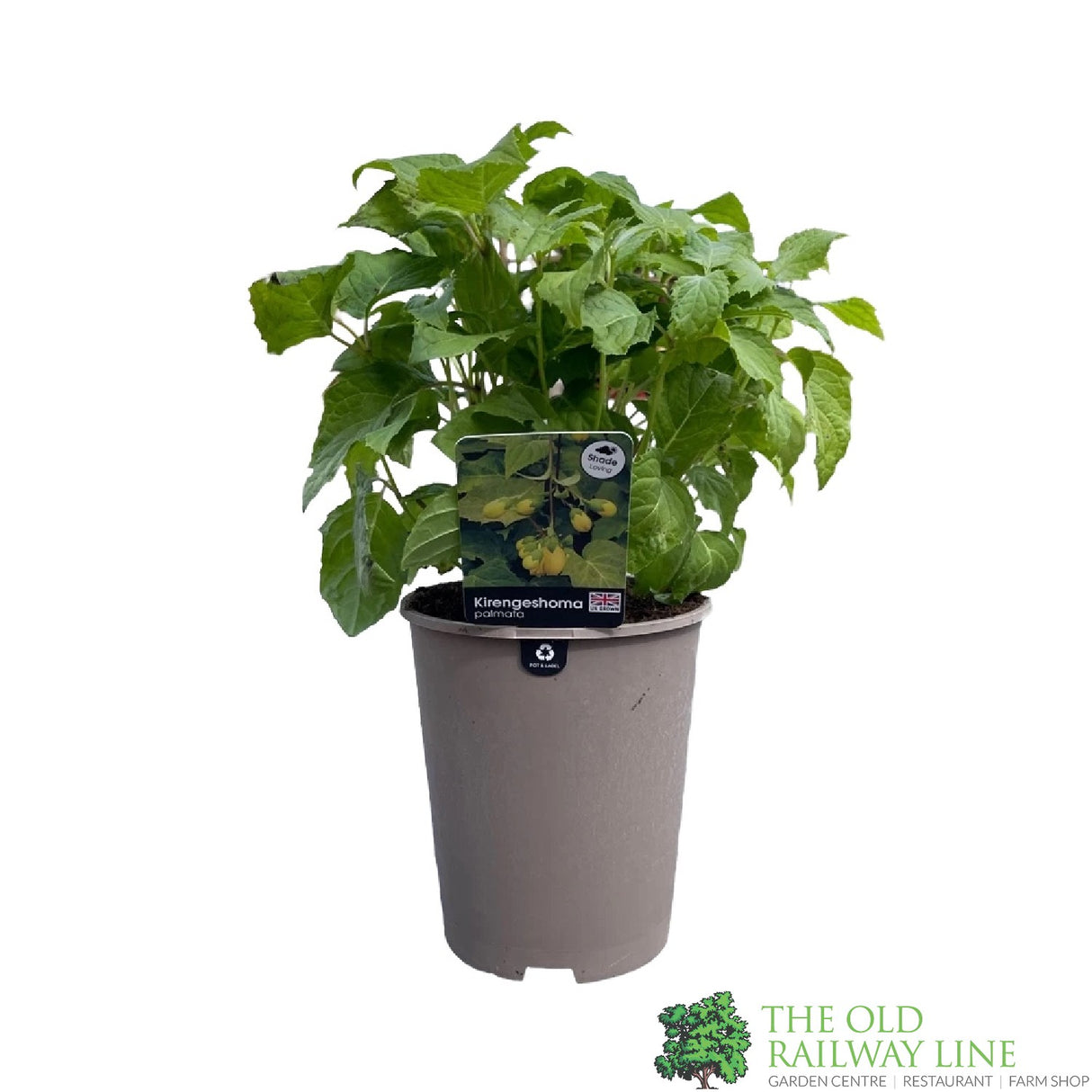 Kirengeshoma palmata Plant 3Ltr Pot