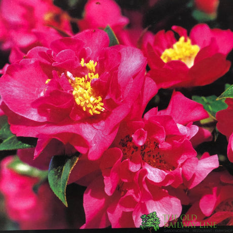 Camellia x williamsii 'Señorita' Plant 3Ltr Pot