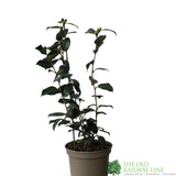 Camellia x williamsii 'Señorita' Plant 3Ltr Pot