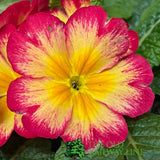 Primula vulgaris 'Red Cream' English Primrose 1Ltr Pot